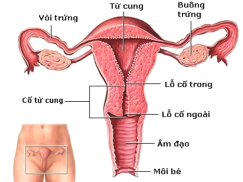 Tử cung